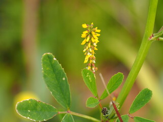 Small Melilot (Melilotus indicus)