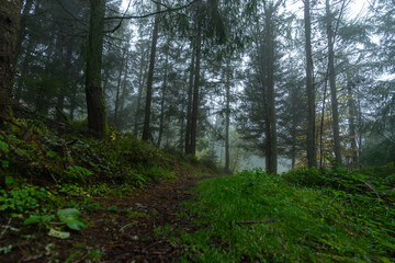 Herbstliche Landschaft im Schwarzwald