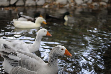 Wild white duck on water lake.White on the background view has goose stands on the stump in the park.