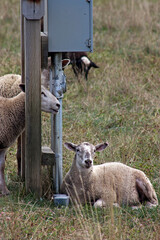 Sheep - Niagara-on-the-Lake, Canada - 2010