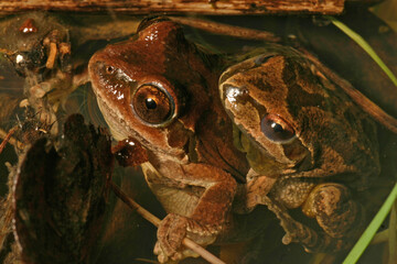 A male pacific chorus frog clings to the back of a female in a small wetland in Napa County, California.
