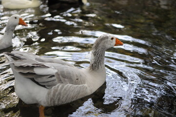 Wild white duck on water lake.White on the background view has goose stands on the stump in the park.