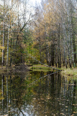 Fototapeta premium Trees bend over the water in the English Park of Petrodvorets.