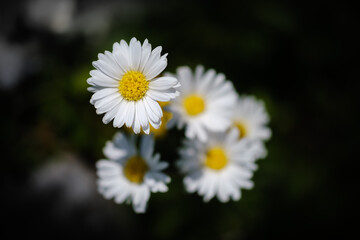 White common daisy flowers in spring