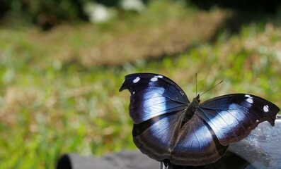 Papillon noir et bleu vif - for&ecirc;t PEROU