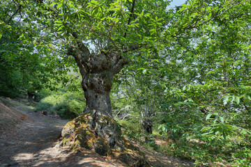 Fototapeta na wymiar Giant Chestnut tree in the forest near Las Medulas