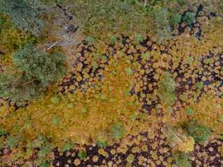 Aerial view of peat bog pattern with lake,green orange mosses in Sumava National Park, Czech republic.Colorful aerial landscape.Top view drone shot of fresh fall nature.Bog wetlands.Shallow basin.