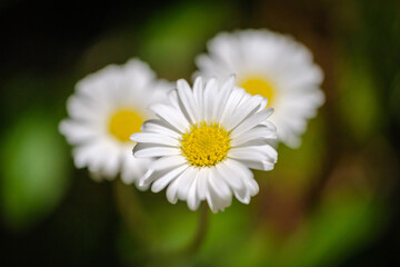 White common daisy flowers in spring
