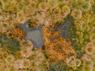 Aerial view of peat bog pattern with lake,green orange mosses in Sumava National Park, Czech republic.Colorful aerial landscape.Top view drone shot of fresh fall nature.Bog wetlands.Shallow basin.