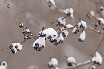 Black wild privet berries covered in snow - Ligustrum vulgare