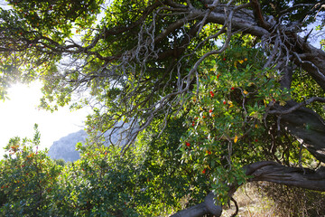strawberry tree in a mountain landscape