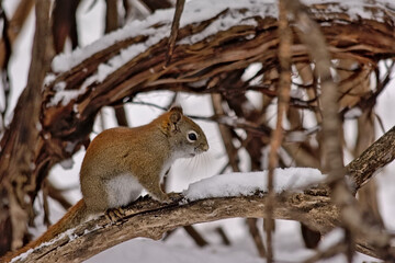 Red squirrel in a snow covered tree in Gatineau park, Canada - Tamiasciurus hudsonicus.