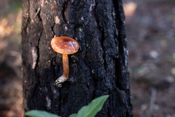 mushrooms in the forest