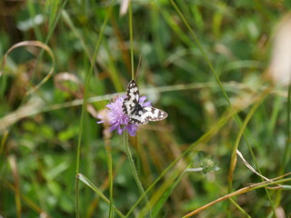 Papillon blanc et noir pos&eacute; sur une fleurs