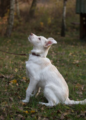 Obraz premium full length profile portrait of a white sitting dog on a walk. Looks up with interest. favorite pet
