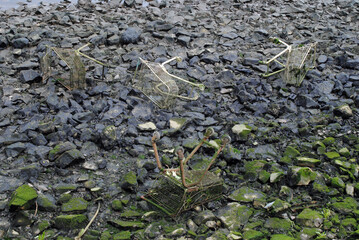 Old Discarded Shopping Carts on Rocky Riverbed 