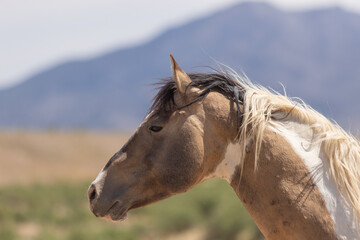 Beautiful Wild Horse in the Utah Desert
