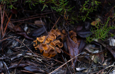 mushrooms in the forest