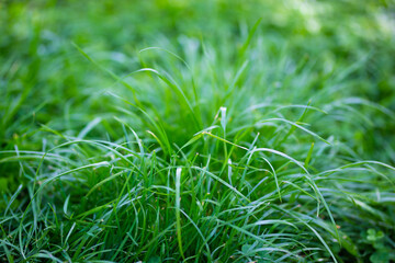 Green grass closeup in a field