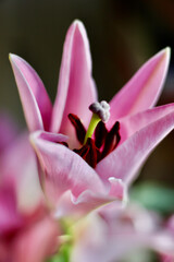 Close up of pink lily