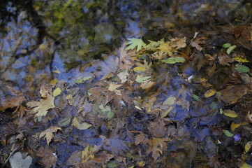 Beautiful Autum leaves on the ground. Texture of autumn maple leaves. Photographed in the autumn park.