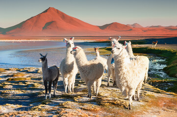 White alpacas on Laguna Colorada in Altiplano, Bolivia. South America wildlife. Beautiful landscape with lake and mountains at sunset