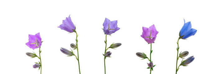 set of bell flowers of beautiful poppy flowers with buds of different colors of blue and purple on a white isolated background