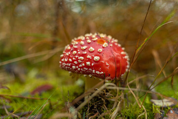 Fliegenpilz