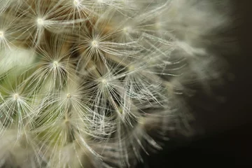 Gordijnen dandelion seed head © Simas