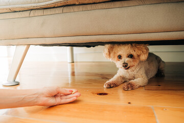 Female hand feeding a miniature poodle dog sitting under a sofa on a wooden floor at apartment