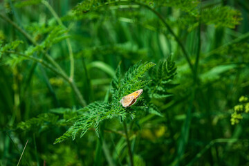butterfly on grass