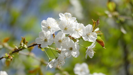 Kirschblüten im Frühling
