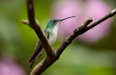 Amazillia franciae (Andean emerald) Ecuador 