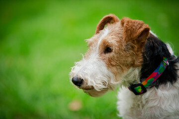 Side view of the face of a Wirehaired Fox Terrier dog. A dog in a multicolored collar looks to the side against a blurred background of green grass. Close up.