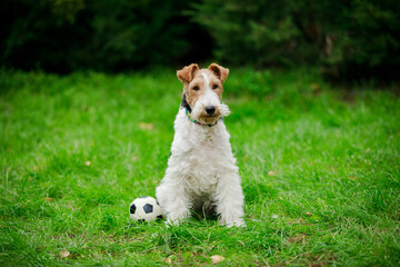 Fox Terrier enjoying excellent weather sits on green grass with a ball. Walk in the spring park on a sunny day. Close up.