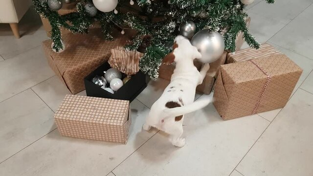 Small terrier puppy in front of xmas tree