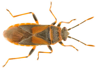 Arocatus melanocephalus, the elm seed bug, is a true bug in the family Lygaeidae. Dorsal view of Arocatus melanocephalus elm seed bug isolated on white background.
