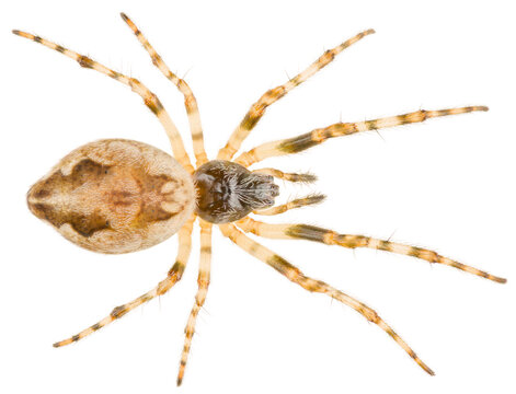 The Cyclosa conica spider a species of an orb weaver spider in the family Araneidae spiders. Orb-weaver spider isolated on white background.