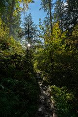 Herbstliche Landschaft im Schwarzwald