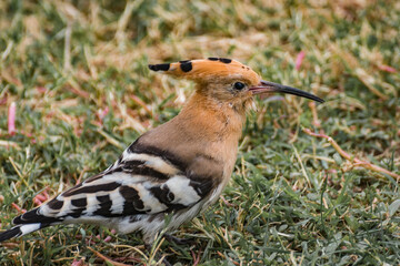 red winged blackbird