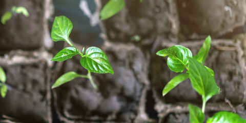 green young leaves of pepper growing from soil in containers in spring