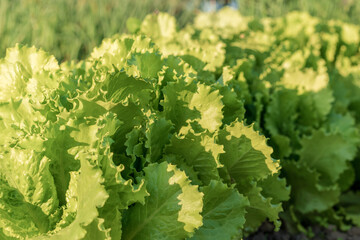 thick salad leaves growth on garden bed in spring day closeup