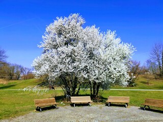 beautiful blossiming white tree with benches in a park near Esslingen, Germany	