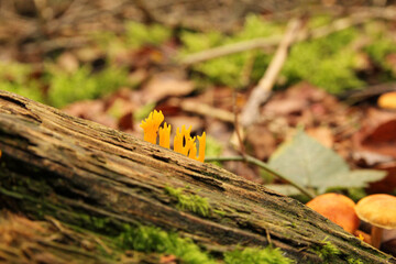 yellow stagshorn closeup at a tree trunk in the forest in autumn