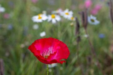 red poppy in the field