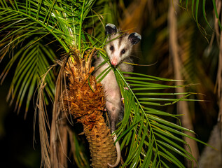 Young opossum on a palm tree