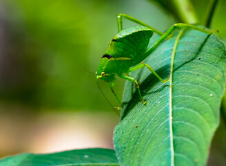 Green Katydid on a Green Leaf