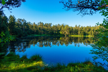 Obraz premium Tree Reflections in the lake in morning sunrise