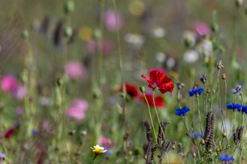 wildflowers in the field