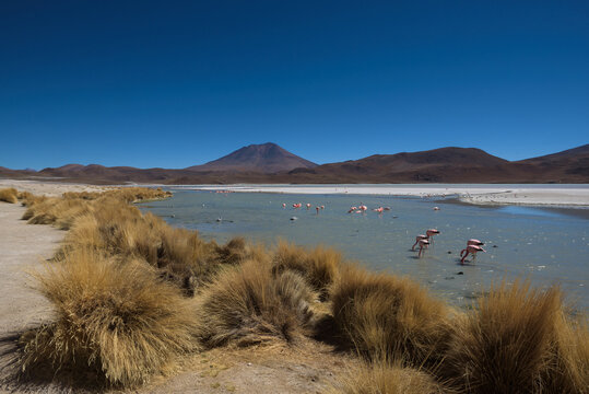 The smelly lake Hedionda (Laguna Edionda) with flamingos on the Bolivian highlands, Bolivia
